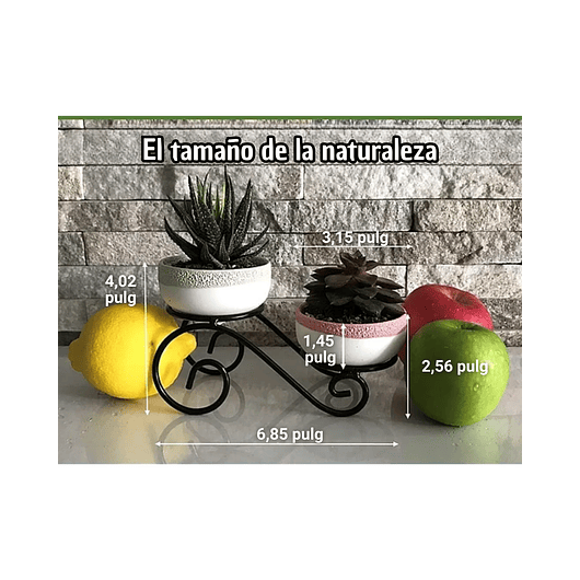 Maceta X2 Suculenta +soporte Diagonal 2 Niveles 17cm Larx10. 3