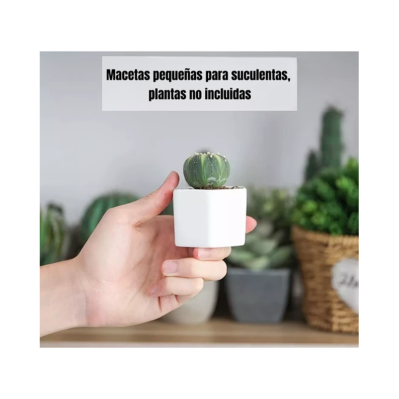 Maceta Hexagonal 1unid Cerámica 7cm Ancho x5cm alto más plato Bamb 3