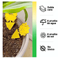 Trampa Para Plantas Adhesiva Plagas Voladores E Insectos x25 unidades - Miniatura 5