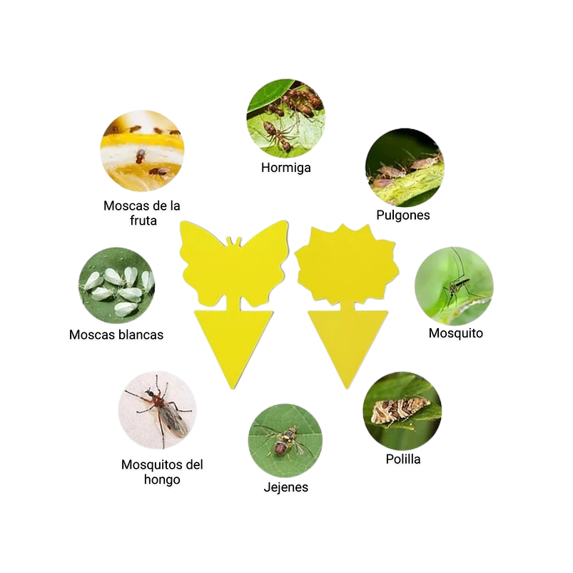 Trampa Para Plantas Adhesiva Plagas Voladores E Insectos x25 unidades 10