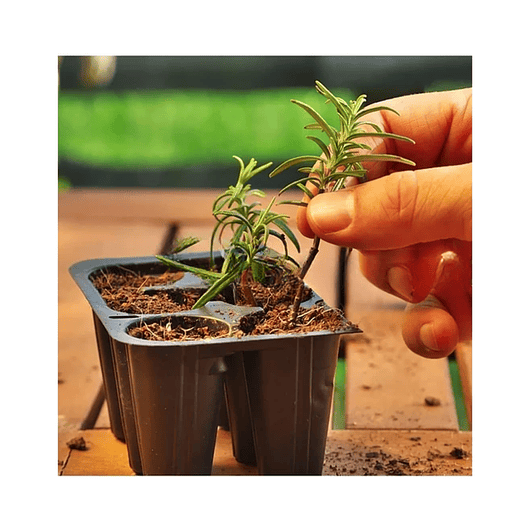 Enraizante De Plantas Hormonas Natural x75gr Doff 3