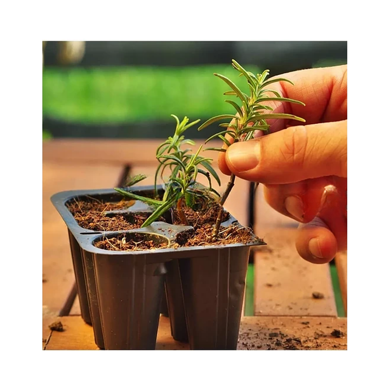 Enraizante De Plantas Hormonas Natural x75gr Doff 3