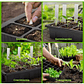 Kit De Germinacion X6 Bandejas más Cupula y herramientas Plantas - Miniatura 5