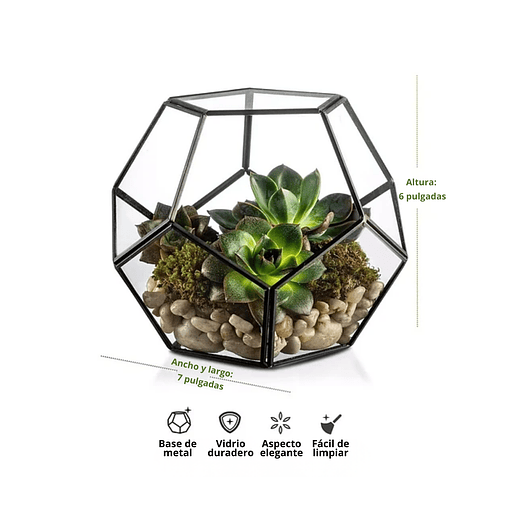 Terrario Dodecaedro Cristal Plantas Suculenta Cactus Dodecaedro Negro 2