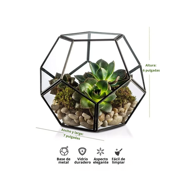 Terrario Dodecaedro Cristal Plantas Suculenta Cactus Dodecaedro Negro 2