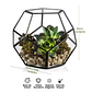 Terrario Dodecaedro Cristal Plantas Suculenta Cactus Dodecaedro Negro - Miniatura 2