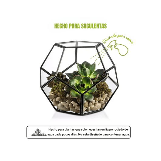 Terrario Dodecaedro Cristal Plantas Suculenta Cactus Dodecaedro Negro 3