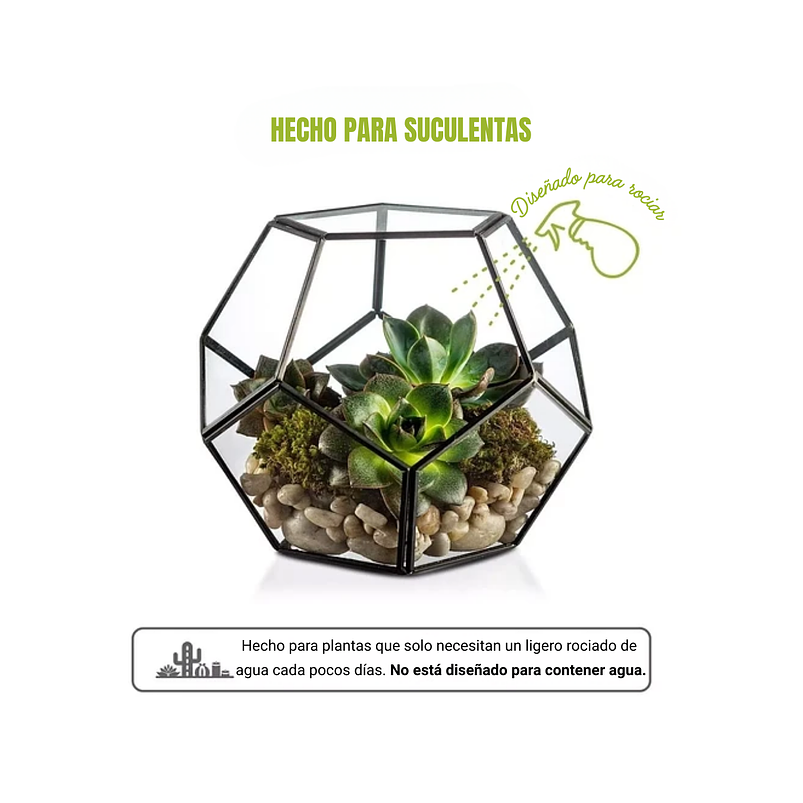Terrario Dodecaedro Cristal Plantas Suculenta Cactus Dodecaedro Negro 3