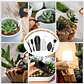 Kit Herramientas de Jardín x13 Piezas Cactus y Suculentas - Miniatura 5