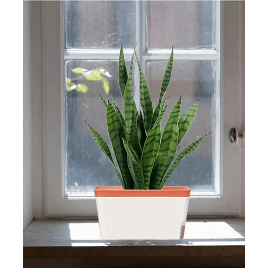 Maceta Rectangular Premium Autoriego Plastica 27,5dx14cmalto 3