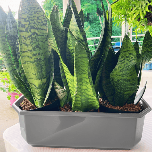 Maceta Plástica Rectangular Tipo Jardinera En Colores x40cm 21