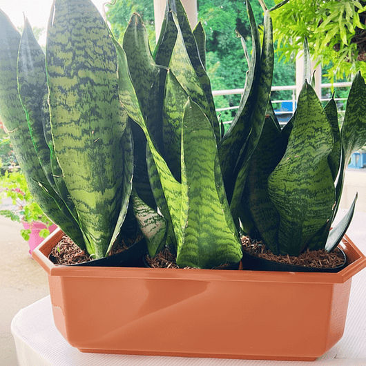 Maceta Plástica Rectangular Tipo Jardinera En Colores x40cm 19