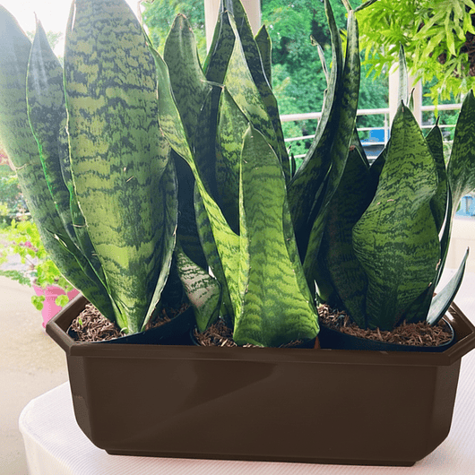 Maceta Plástica Rectangular Tipo Jardinera En Colores x40cm 20