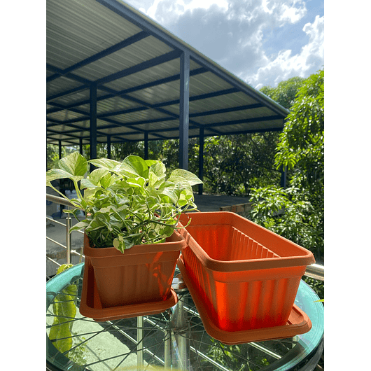 Matera Plástica Rectangular x2 unidades de 35 centímetros Largo Más Plato 6