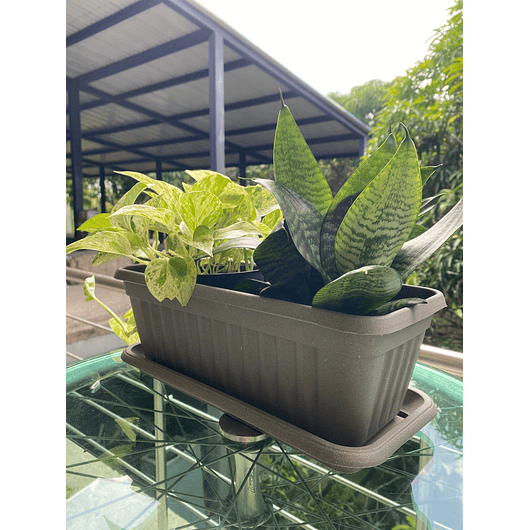 Matera Plástica Rectangular De 35 centímetros Largo Más Plato 7