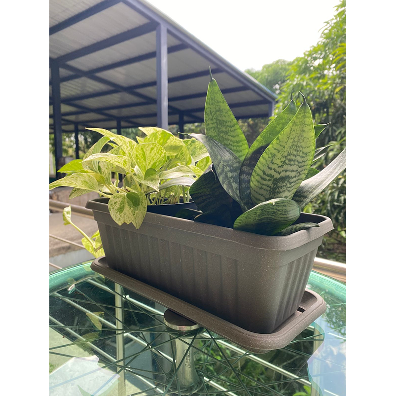 Matera Plástica Rectangular De 35 centímetros Largo Más Plato 7