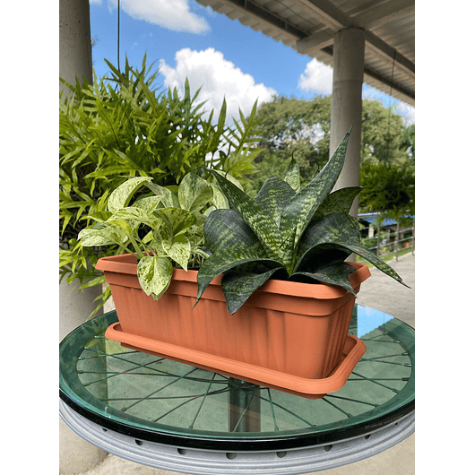 Matera Plástica Rectangular De 35 centímetros Largo Más Plato 6