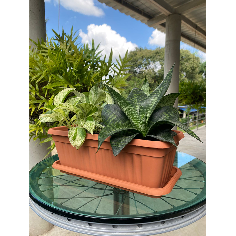 Matera Plástica Rectangular De 35 centímetros Largo Más Plato 6