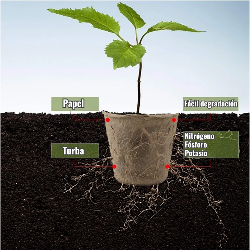 Maceta Papel Orgánico Biodegradable x100 Unidades Semillero 6x6 centímetros 3