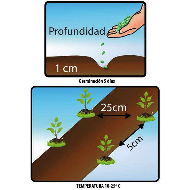 Semillas De Rabano Cherry Belle Sobre Estandar 2