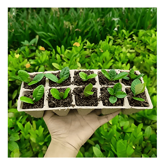 Maceta Papel Organico Biodegradable x5 Piezas x10 celdas Rectagular 4