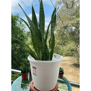 Base Plástica Pequeña De Maceta Con Rodachin Más plato x22cm Diámetro 