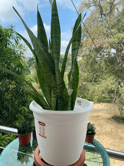 Base Plástica Pequeña De Maceta Con Rodachin Más plato x22cm Diámetro 