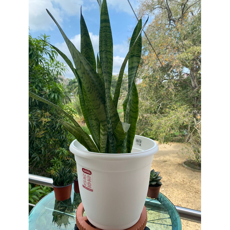 Base Plástica Pequeña De Maceta Con Rodachin Más plato x22cm Diámetro  2