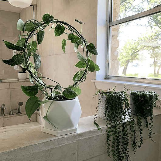 Enrejado Circular Decorativo x2 Und Para Plantas Trepadoras 6