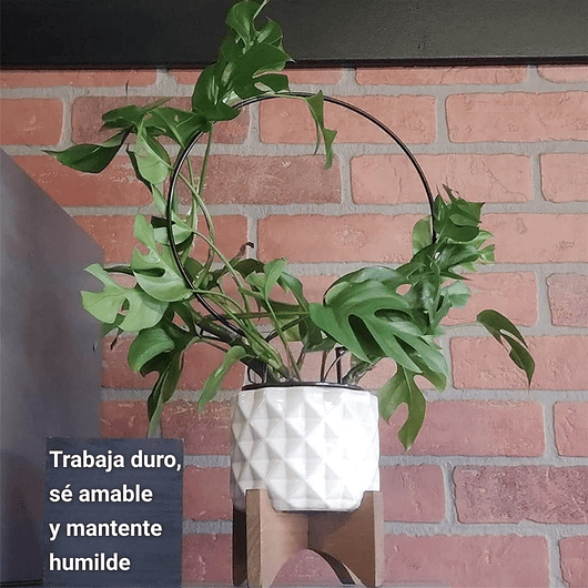 Enrejado Circular Decorativo x2 Und Para Plantas Trepadoras 4