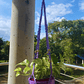 Macramé Colgante más Maceta Plástica para Plantas y Jardín - Miniatura 2