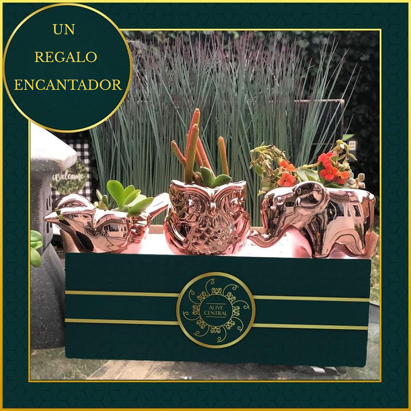 Juego Macetas Premium x3 Unidades Cerámica Oro Rosa Suculentas 4