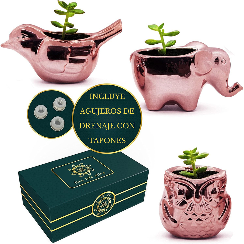 Juego Macetas Premium x3 Unidades Cerámica Oro Rosa Suculentas 5