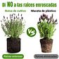 Maceta Siembra Plantas Tela Especial x3 Galones 25cm Diámetro - Miniatura 4