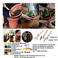 Kit Herramientas Jardín 2 Tamaños x7 Piezas más guantes y Bolsa - Miniatura 4