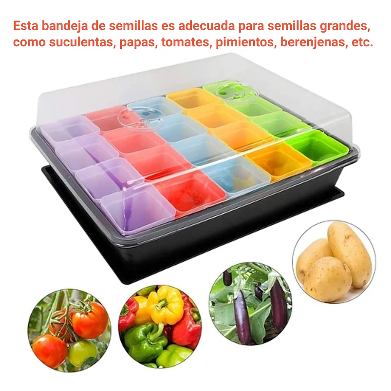 Bandeja Germinación x1 Más Cúpula En Maceta x20 Piezas 2