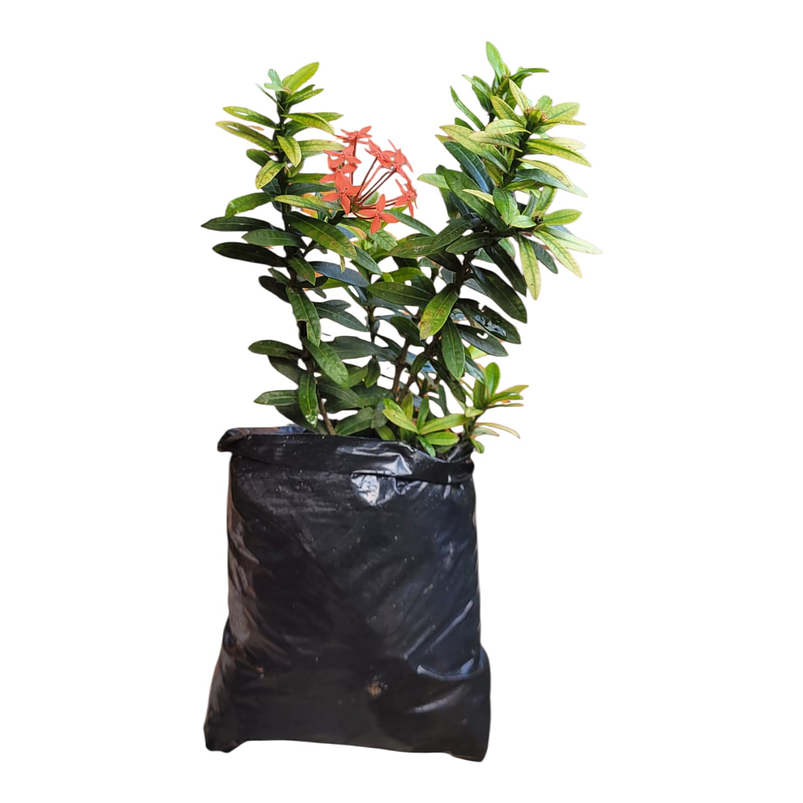 Coralito Planta de Exterior 1