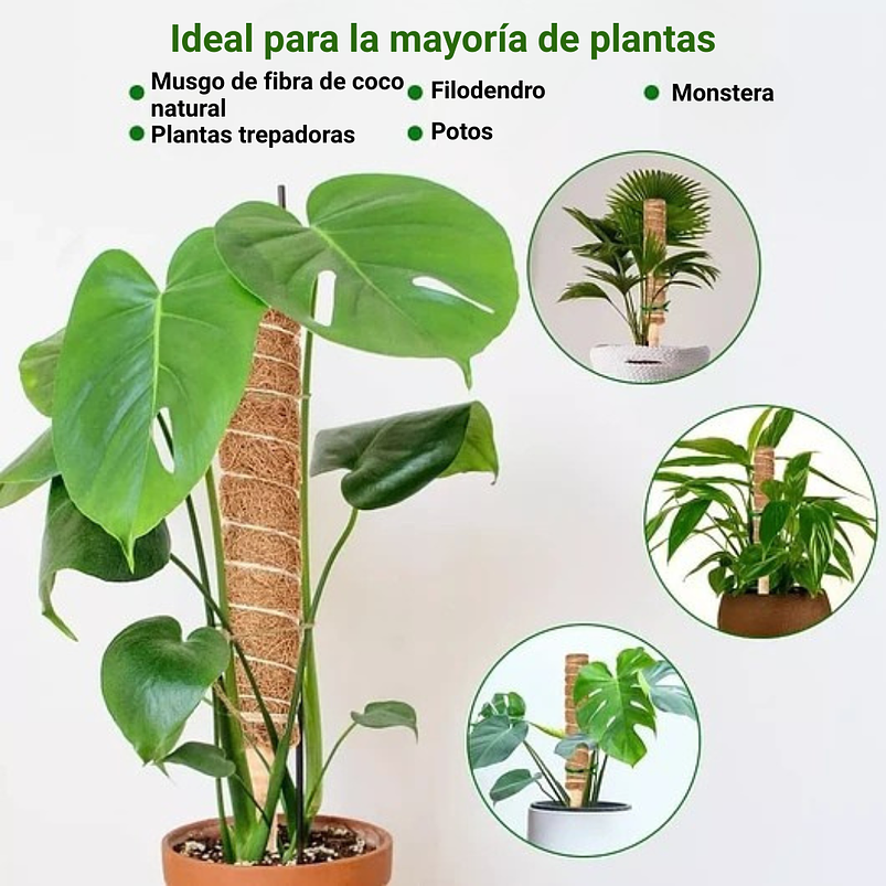Soporte en Musgo de Coco para Plantas Trepadoras x4 Unidades 7