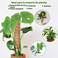 Soporte en Musgo de Coco para Plantas Trepadoras x4 Unidades - Miniatura 7