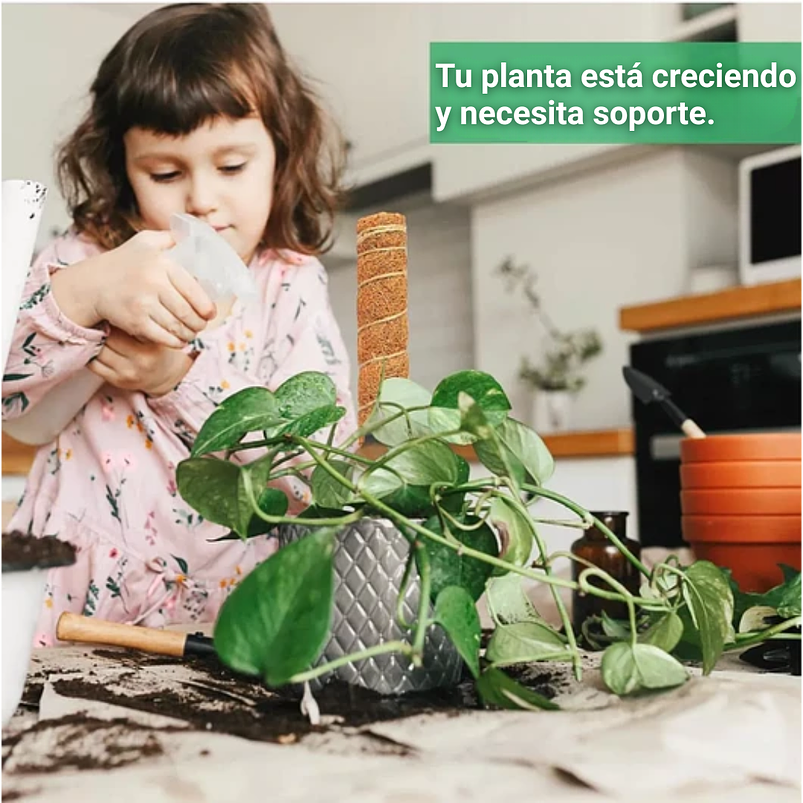 Soporte en Musgo de Coco para Plantas Trepadoras x4 Unidades 8