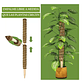 Soporte en Musgo De Coco Para Plantas Trepadoras x4unidades - Miniatura 3