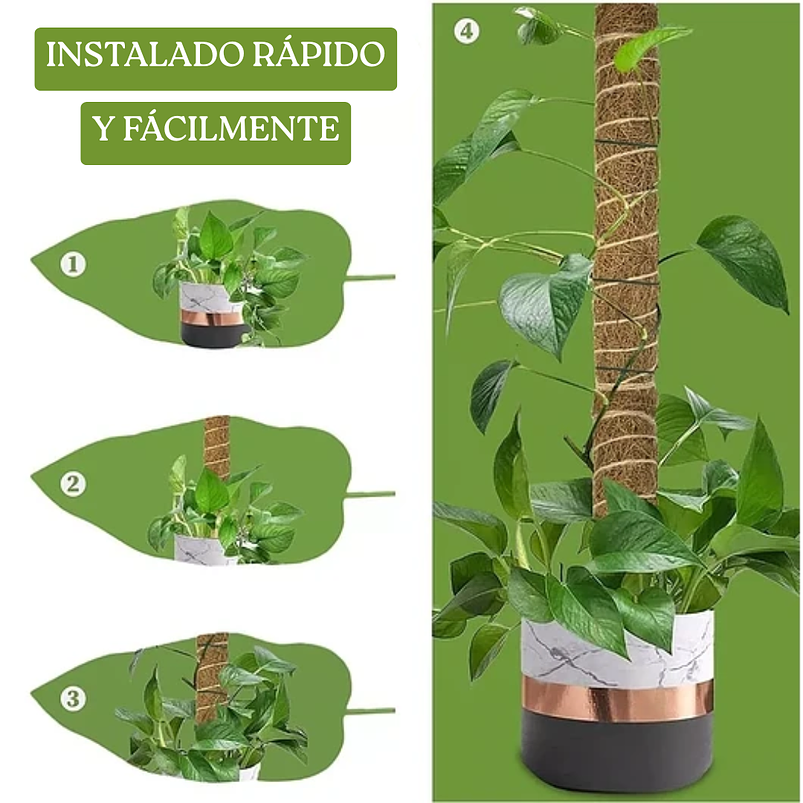 Soporte en Musgo De Coco Para Plantas Trepadoras x4unidades 4