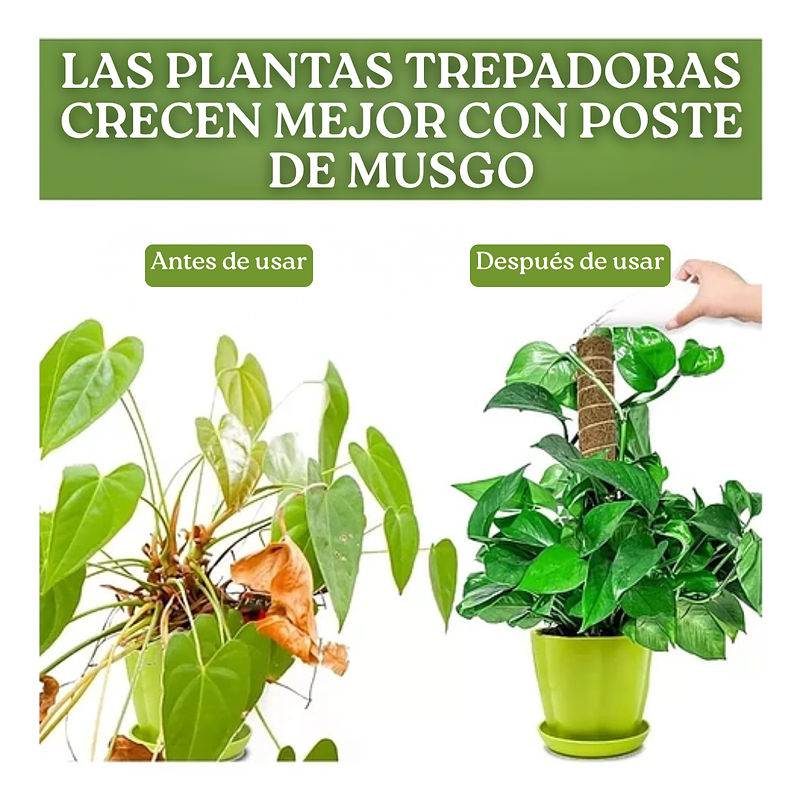 Soporte en Musgo De Coco Para Plantas Trepadoras x4unidades 5