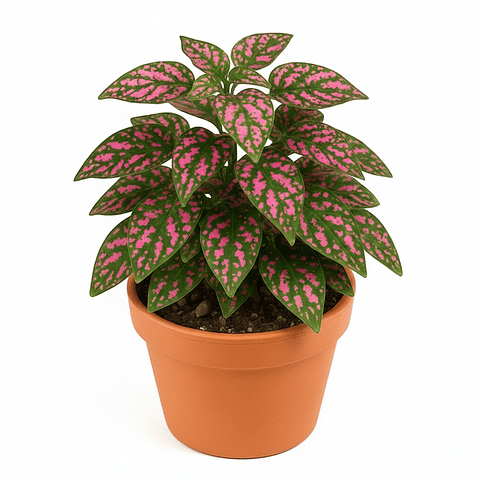 Hipoeste Más Sustrato Organico en  Maceta de Vivero