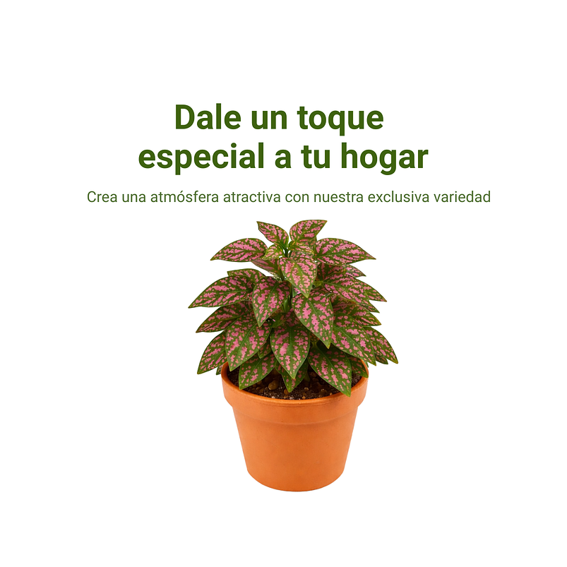 Hipoeste Más Sustrato Organico en  Maceta de Vivero 4