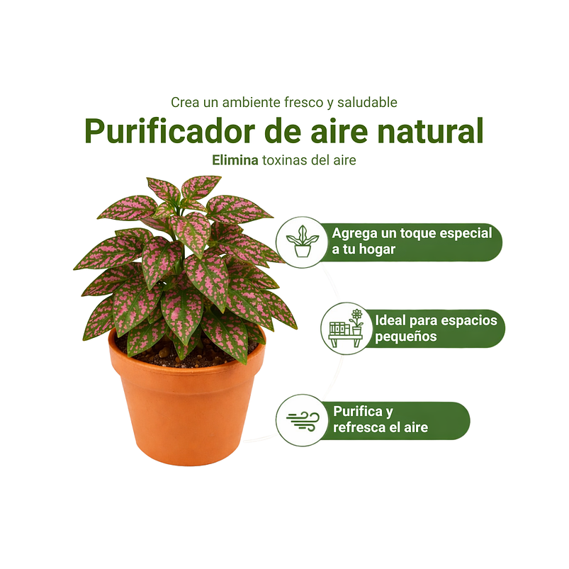 Hipoeste Más Sustrato Organico en  Maceta de Vivero 3