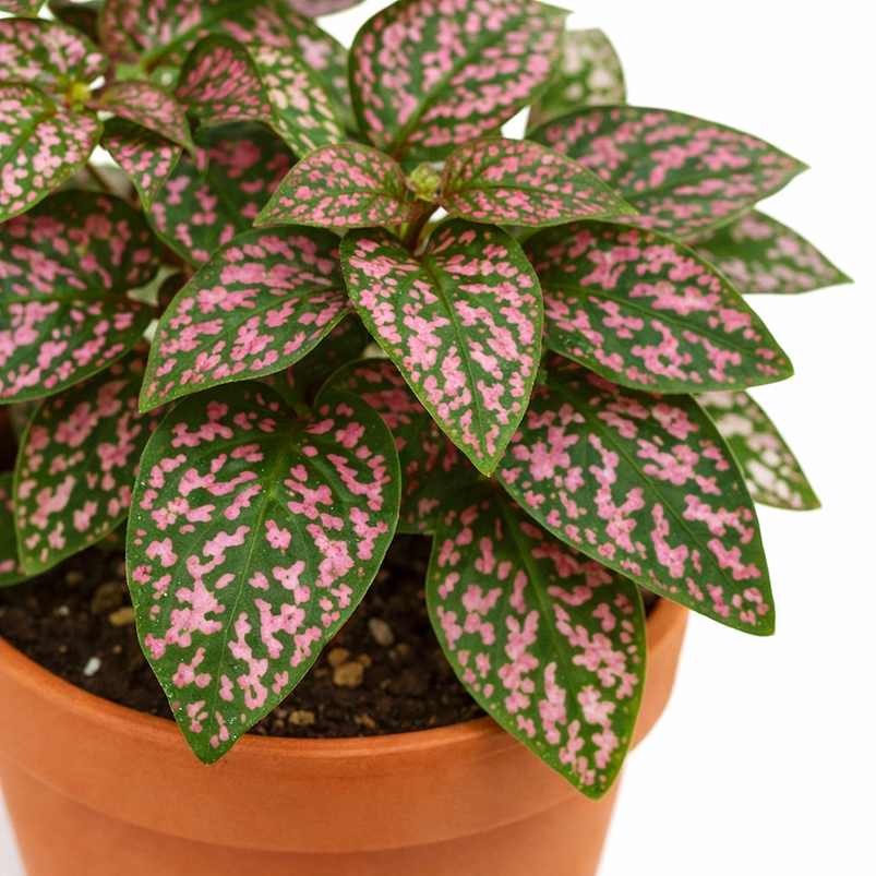 Hipoeste Más Sustrato Organico en  Maceta de Vivero 5