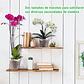 Macetas Siembra Orquídea Plástica x01 Unid Transparente 14cm - Miniatura 6