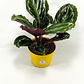 Calathea Medallon En Maceta Tipo Vivero + Sustrato - Miniatura 3