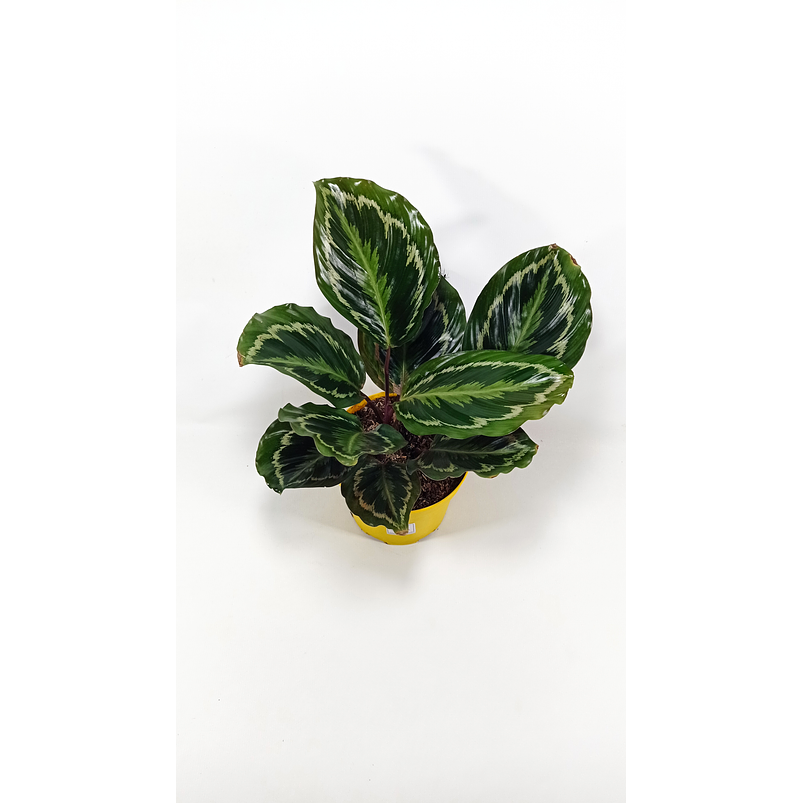 Calathea Medallon En Maceta Tipo Vivero + Sustrato 1